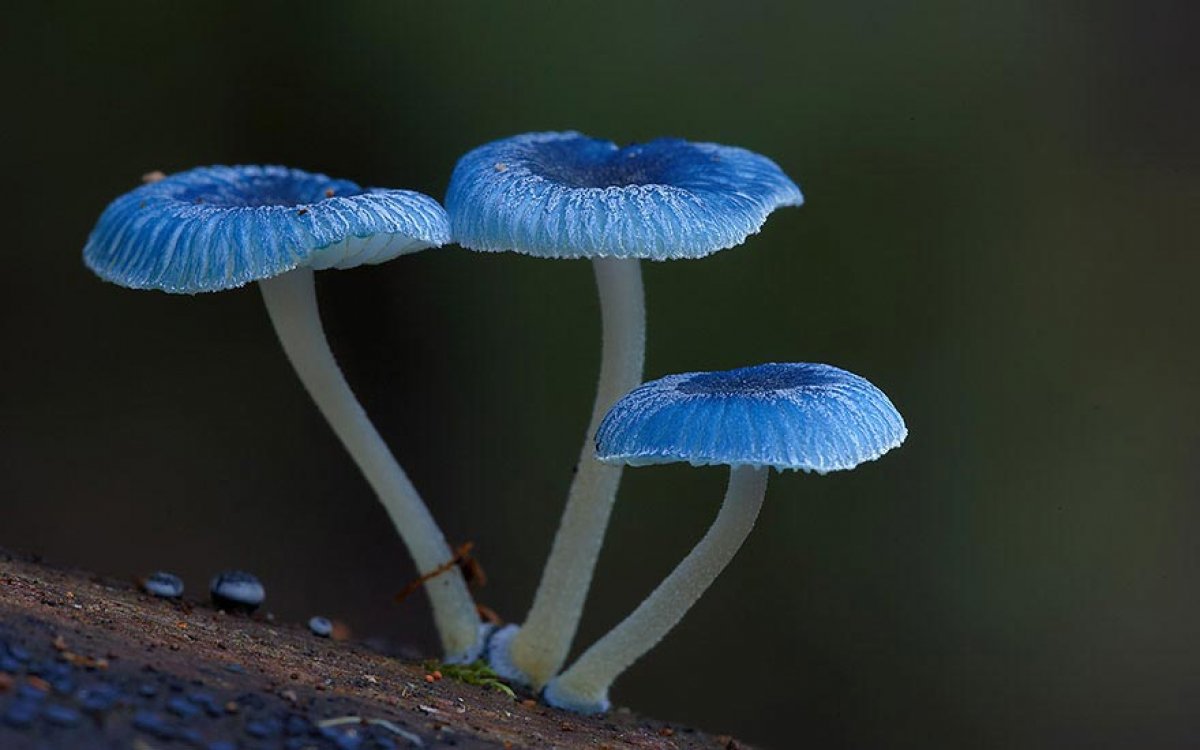 Финляндия обзавелась новыми грибами