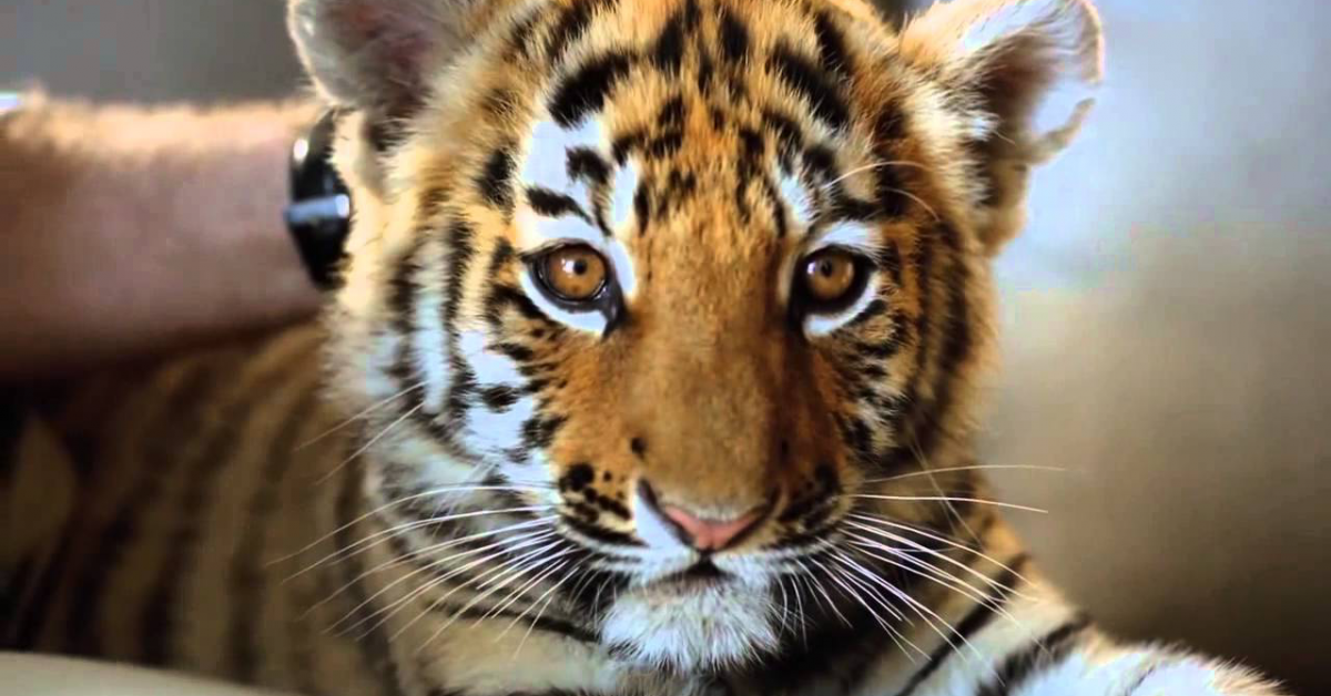 Шесть амурских тигрят родились в парке «Тайган»