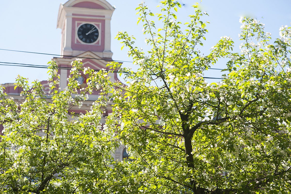 Главная площадь Тимирязевки примерила весенний наряд: на знаменитом "кругу" расцветили яблони!