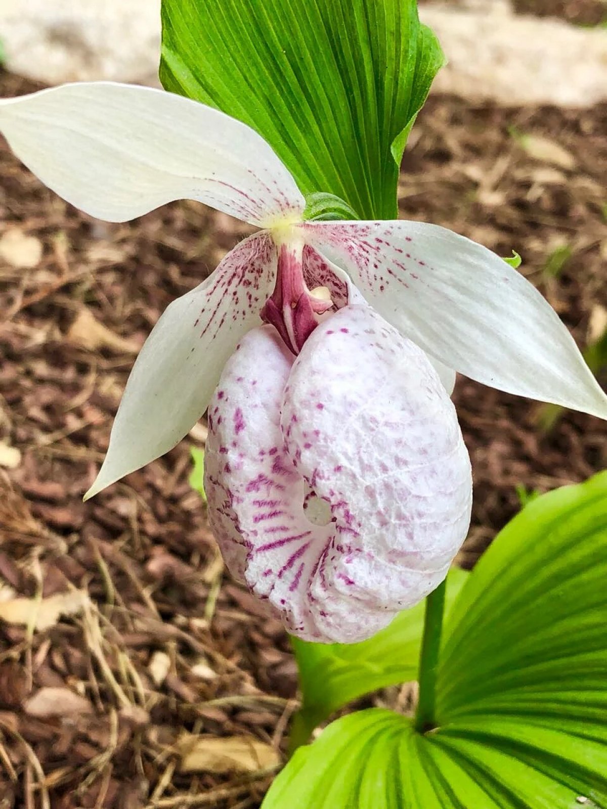 Первый в России «Садик орхидей» на свежем воздухе открылся в ботаническом саду «Аптекарский огород»