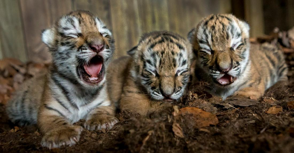 Китайский зоопарк показал детёнышей амурского тигра