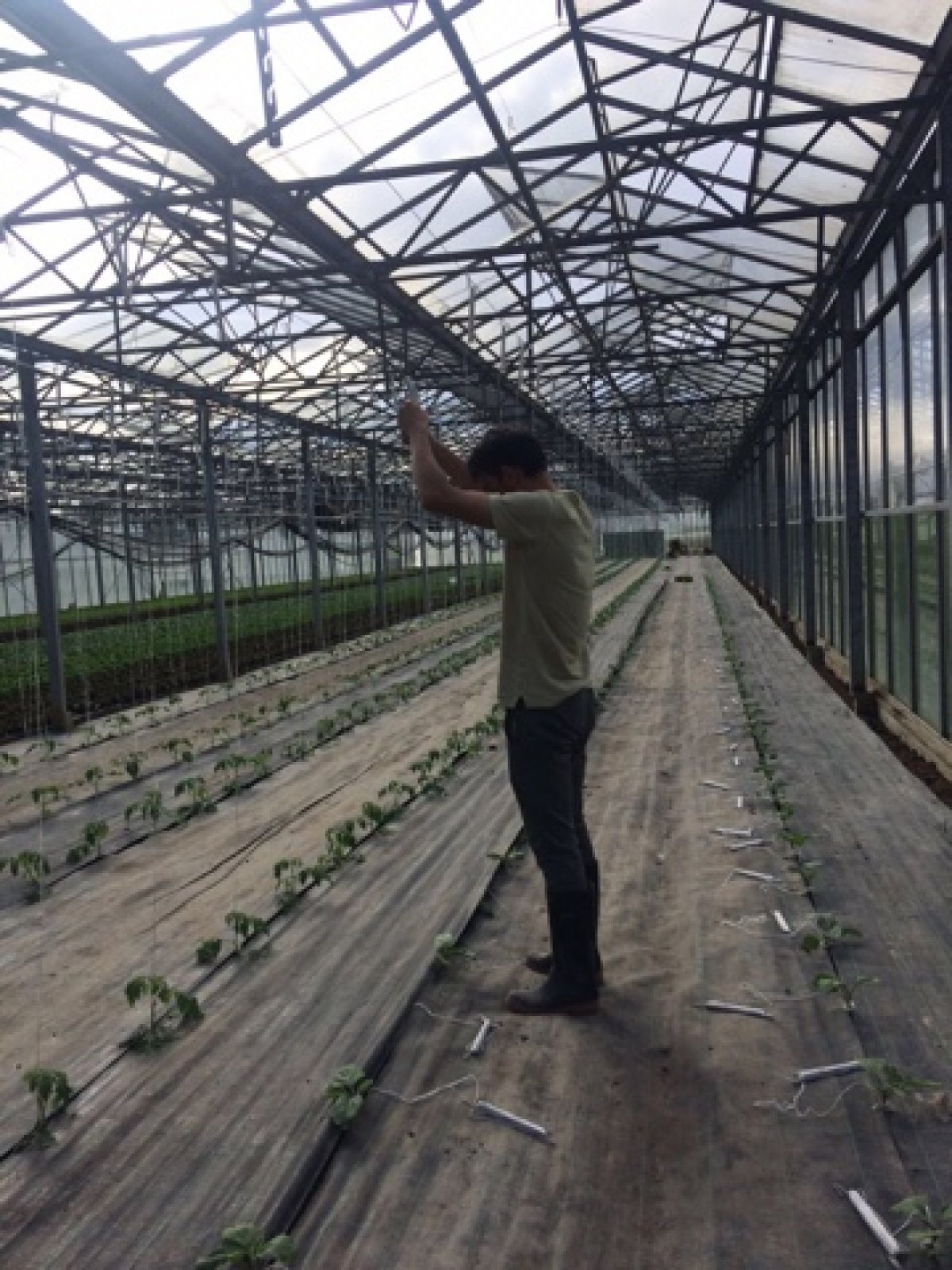 Студенты Самарской ГСХА проходят практику в Германии