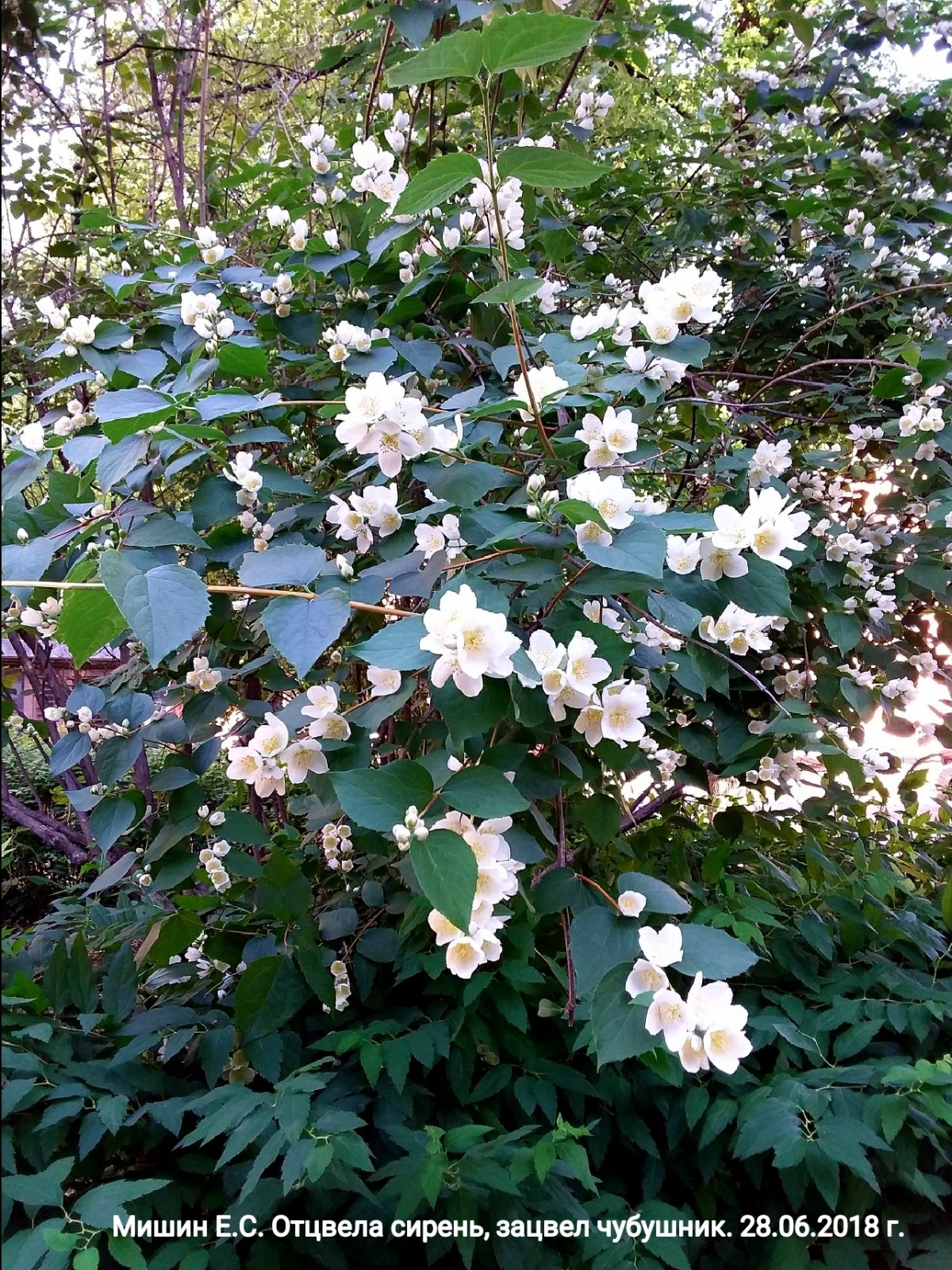 Уважаемые абитуриенты, будущие студенты! Пойдем с Пискаревского по одной из самых коротких улиц города, улице Куракина и заглянем в СЗГМУ им. И.И.Мечникова