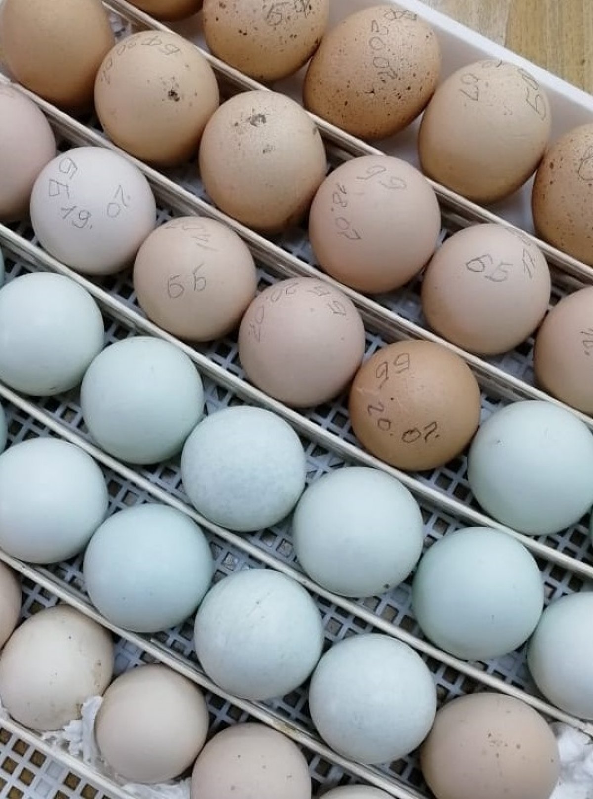 🐔 Птичник Тимирязевки пополнится изысканной породой кур – шийнделаар!