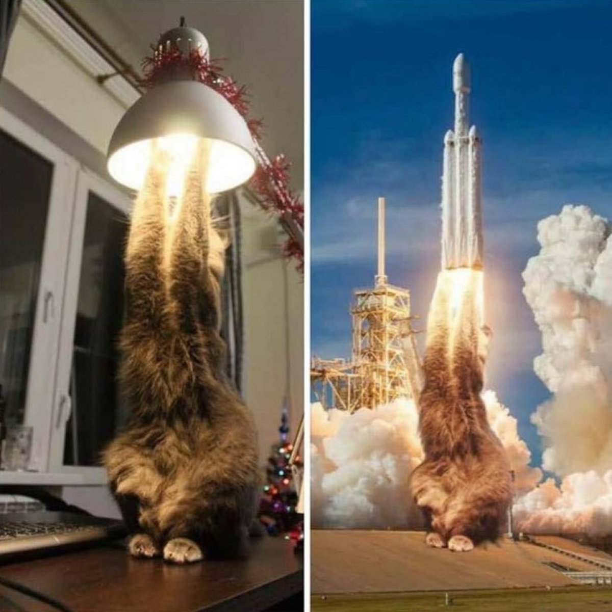 Мы всегда знали, что коты - просто космос!