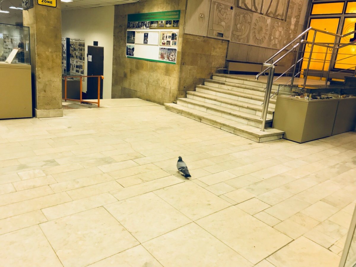 Наш вуз сегодня посетил очень неожиданный гость 🙃Как голубь проник на территорию , мы не знаем😱