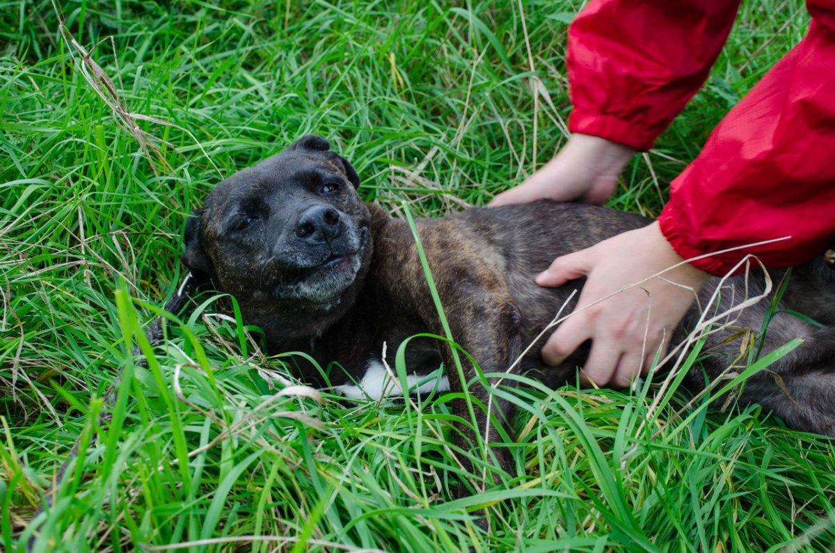 АКЦИЯ "ЛАПА ДОБРОТЫ"