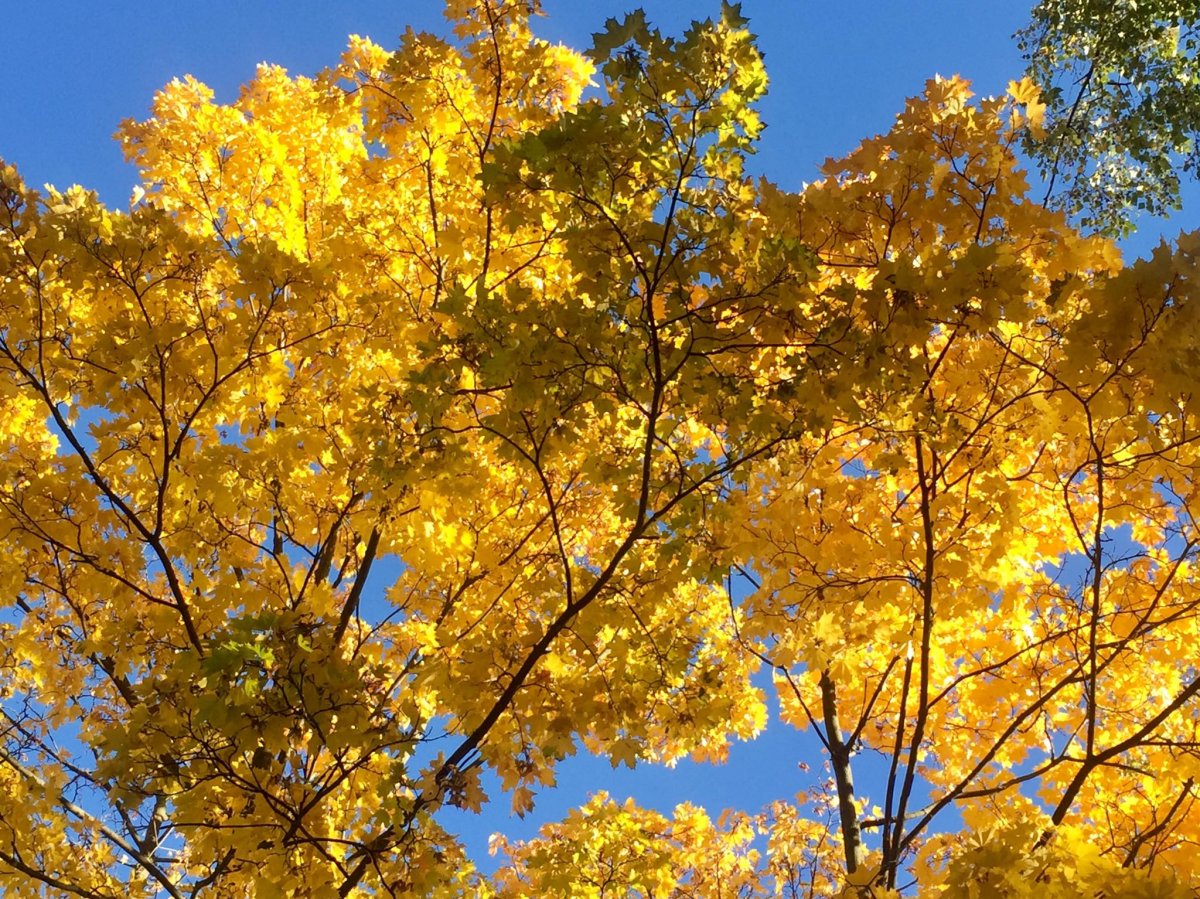 В кампус МИФИ пришла золотая осень. Найдите время выйти на улицу и полюбоваться этой красотой!