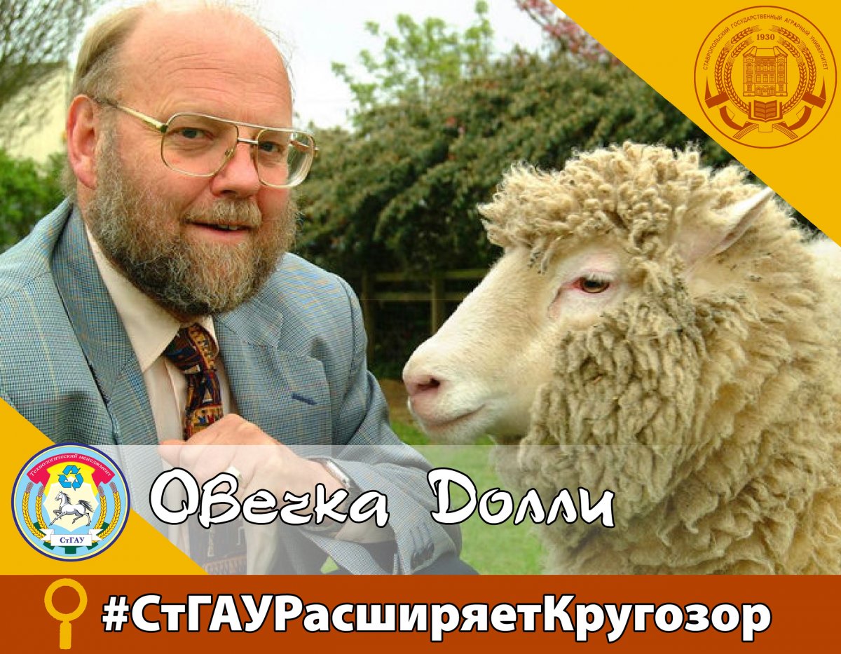 🐑А ты знаешь кто такая овечка Долли и чем она славна? Нет?