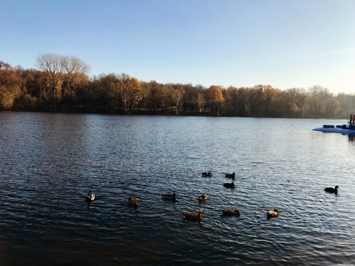 🍁🍂 За окном ноябрь, но осень в Тимирязевке продолжает баловать золотыми пейзажами Большого Садового пруда!