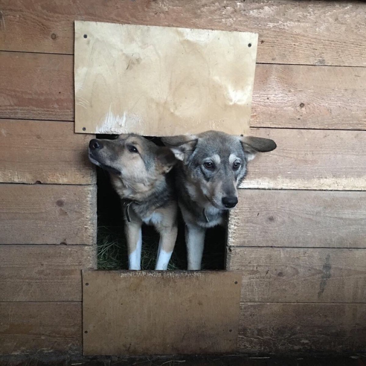 🌸Дарим добро вместе с Профкомом студентов СГМУ🌸