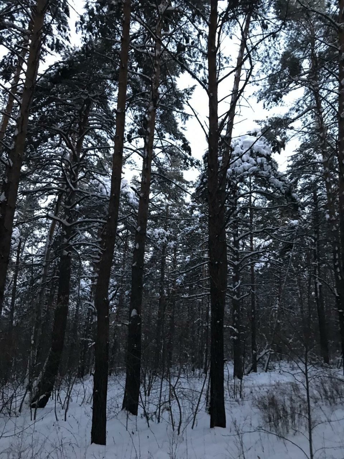 Доброе новогоднее утро, опорный!