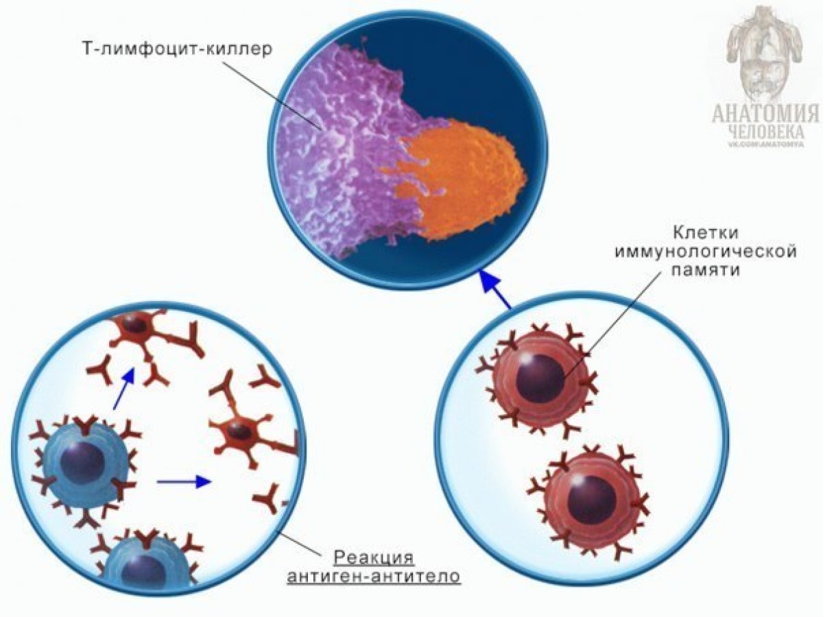 Антитела иммунной системы