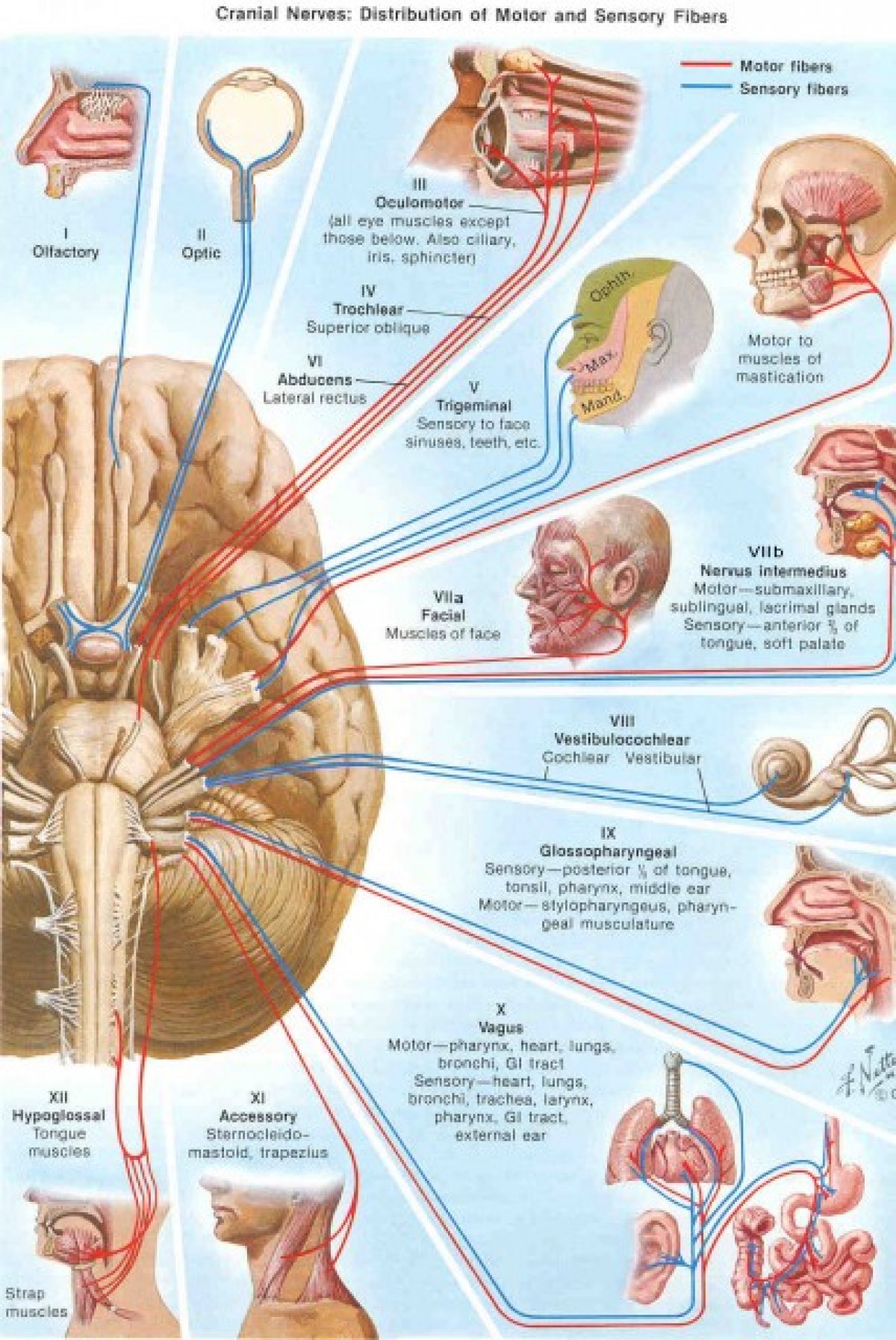 Черепные нервы человека относят к. 12 ЧМН неврология. Черепно-мозговые нервы 12 пар рисунок. 12 Пара черепных нервов анатомия. 12 Пар черепных нервов анатомия.