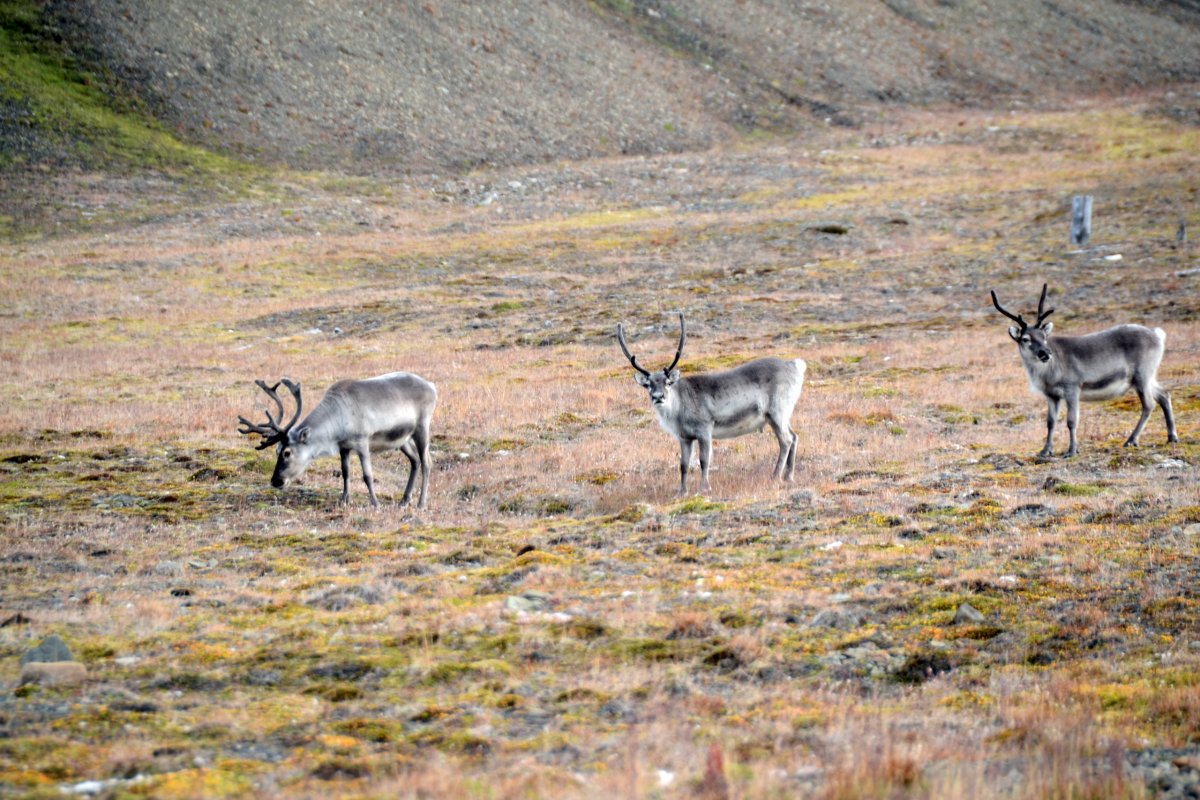 Из экспедиций учёных