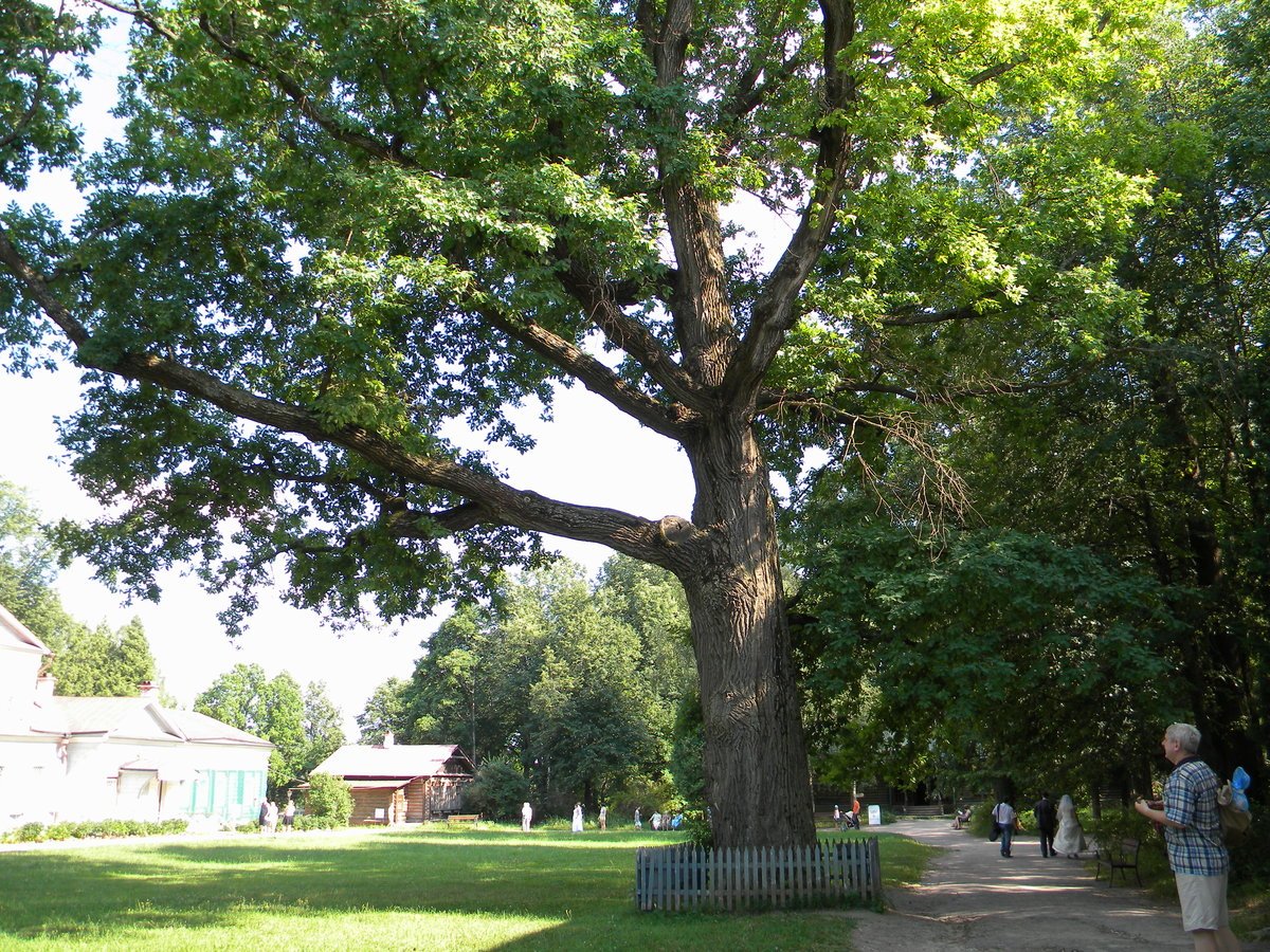 Дерево дуб в Абрамцево
