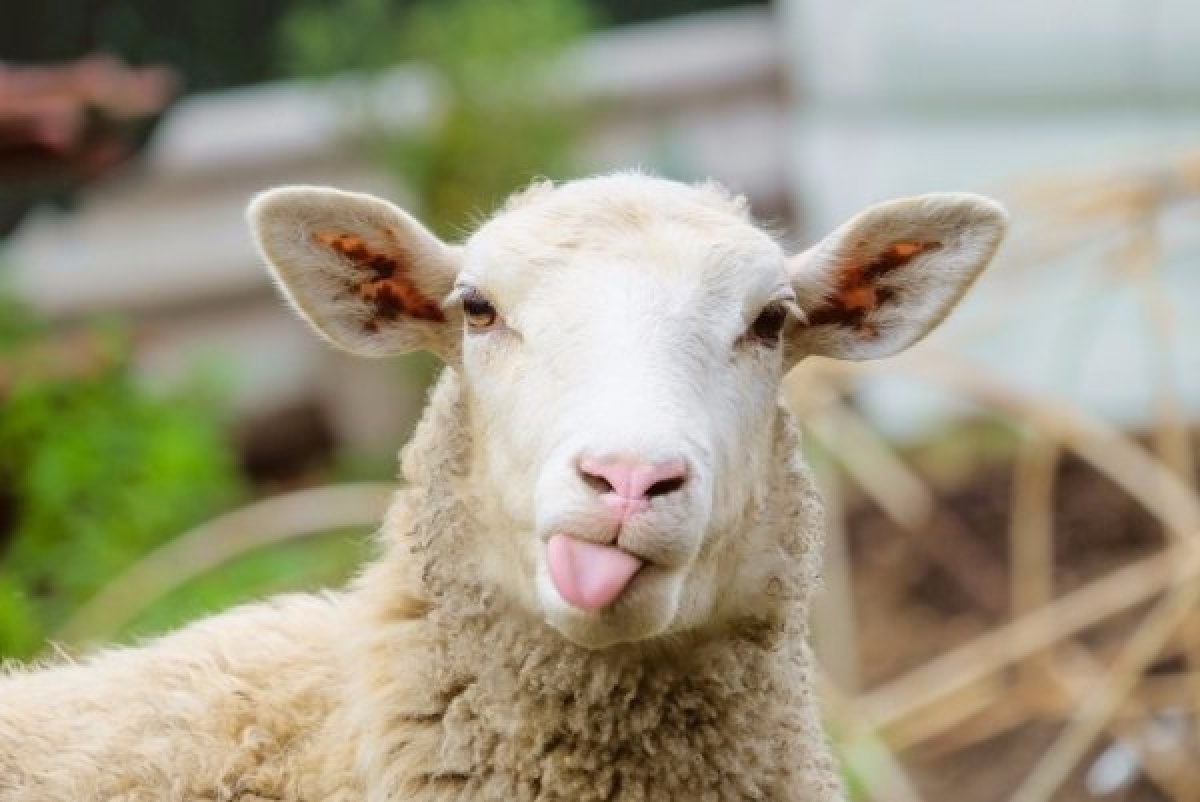 Московский зоопарк приобрел в Индонезии одну здоровую овцу для разведения