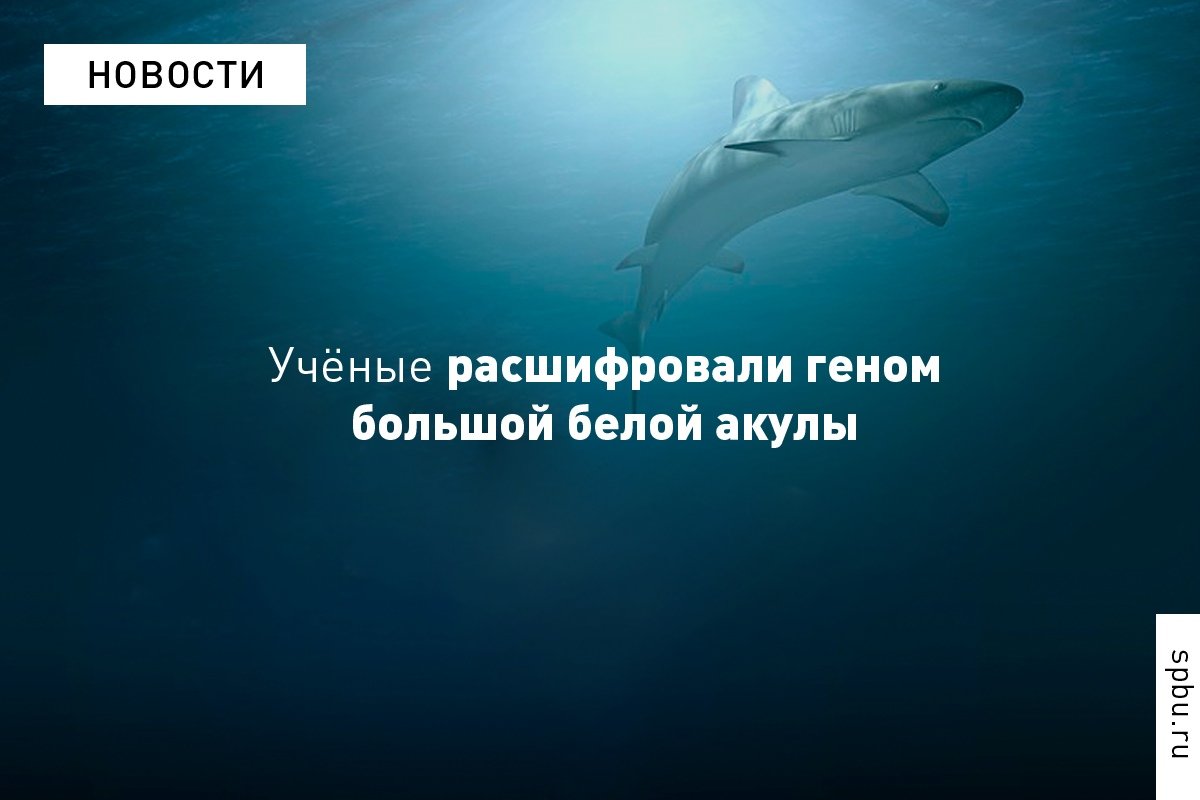 Дальнейшее изучение генетических стратегий, которыми научились пользоваться акулы, может помочь узнать больше о борьбе с раком и старением, а также о процессах заживления ран у человека
