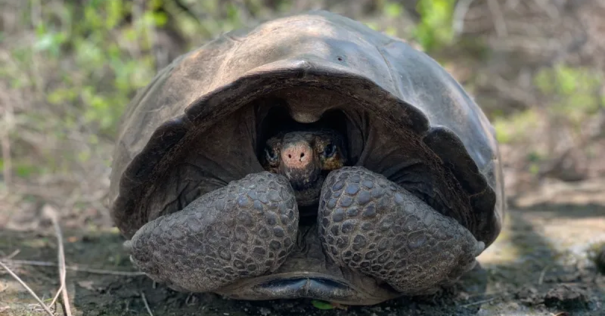 На Галапагосах нашли черепаху, вид которой считалась вымершей