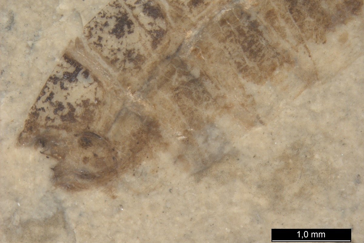 Учёные описали девять новых видов древних насекомых. Разбираемся, как им это удалось и где пригодятся результаты исследования: https://vk.cc/94JJNQ Учёные описали девять новых видов древних насекомых. Разбираемся, как им это удалось и где пригодятся результаты исследования: https://vk.cc/94JJNQ