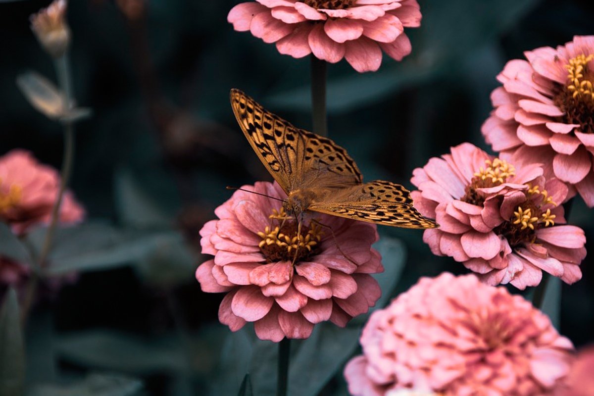 Грядёт катастрофическое сокращение многообразия живых существ на Земле. И начнётся оно с глобального вымирания насекомых.