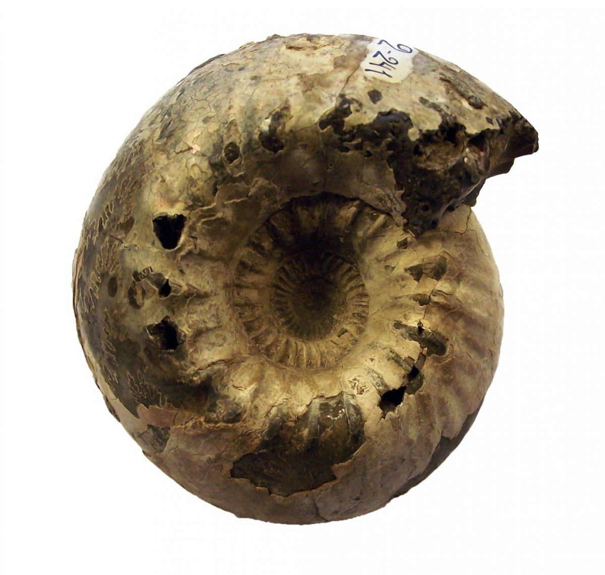 Учебная палеонтологическая коллекция Учебная палеонтологическая коллекция