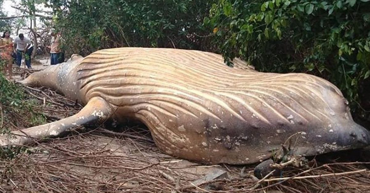 Как мёртвый кит оказался в лесах Амазонки?
