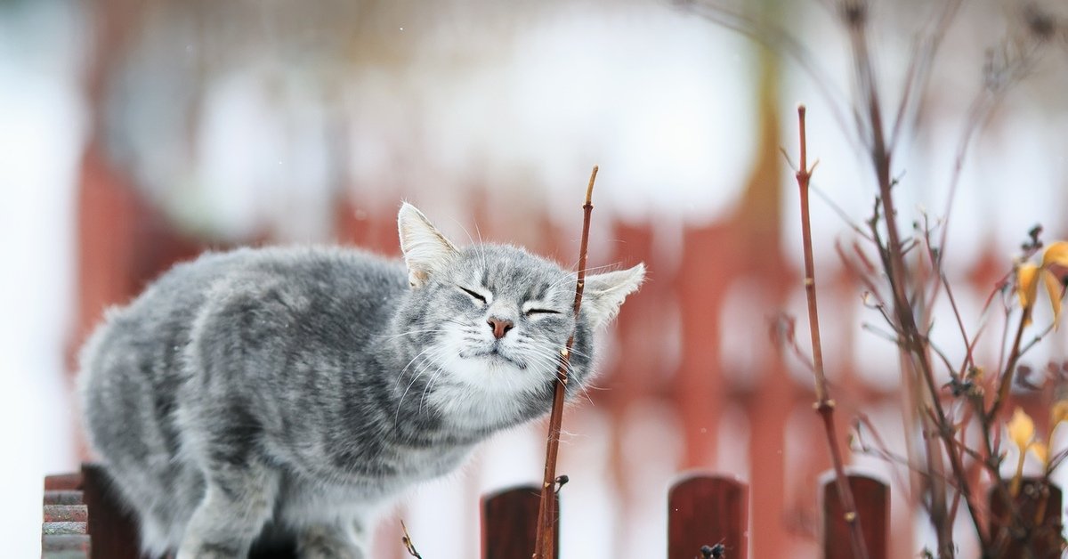 Поздравляем с первым днём весны, Днём кошек и пятницей!😃 Поздравляем с первым днём весны, Днём кошек и пятницей!😃