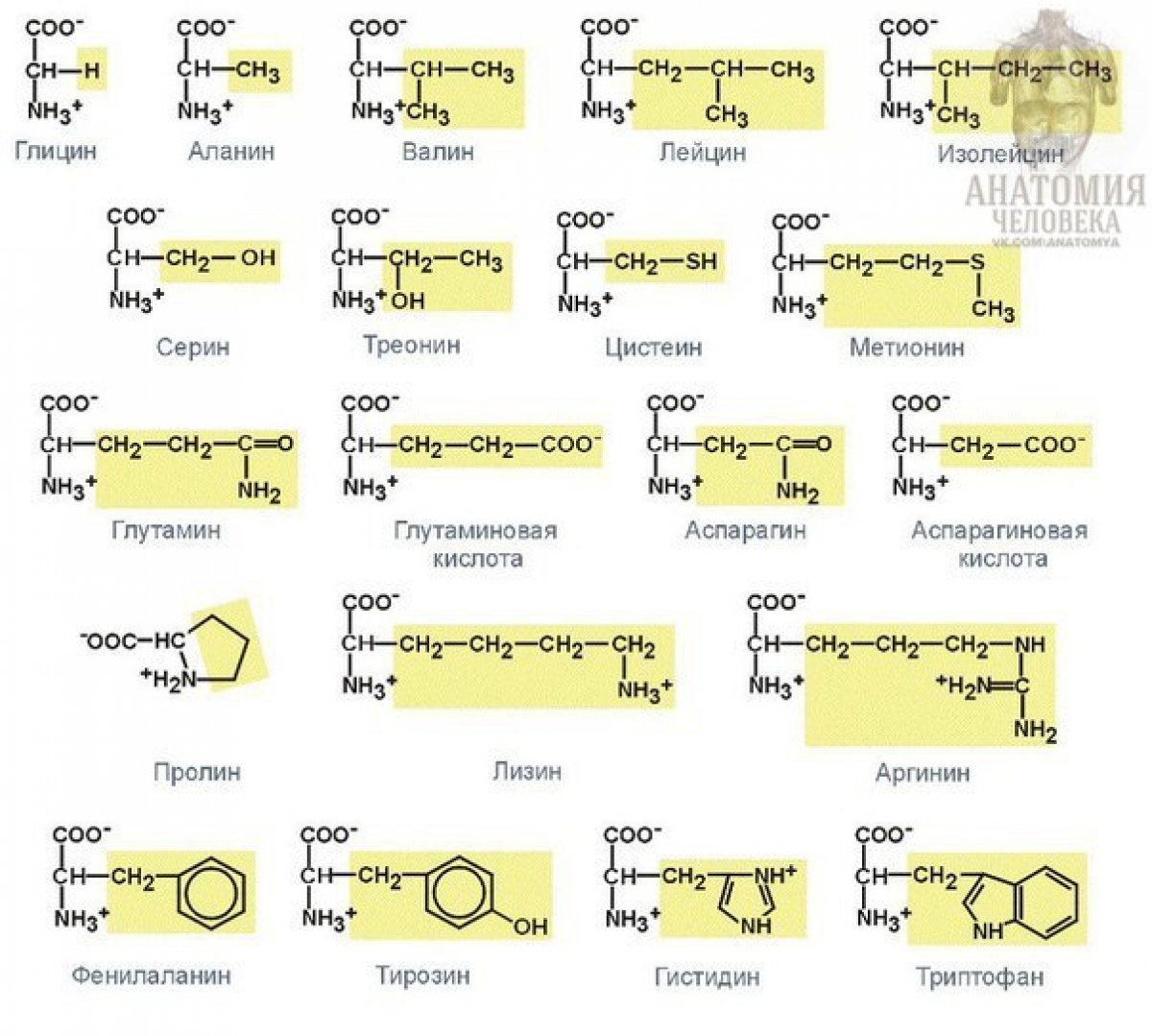 Строение формулы. Формулы незаменимых аминокислот таблица. 20 Аминокислот входящих в состав белков формулы. 20 Аминокислот формулы. 20 Незаменимых аминокислот таблица.