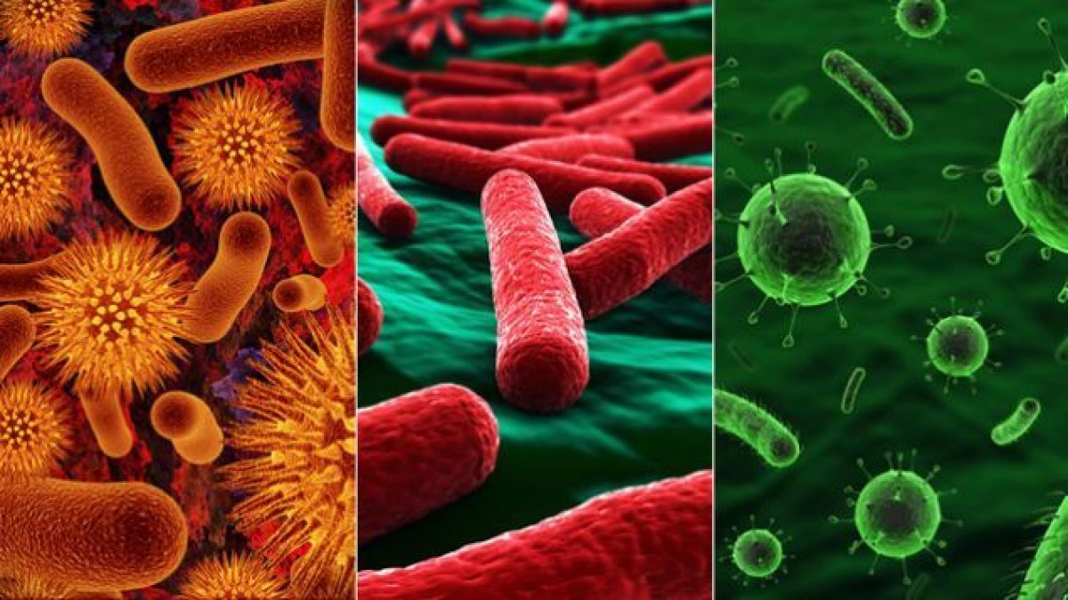 Заболевания человека вызванные болезнетворными бактериями. Бактерии вирусы грибы патогены. Патогенные микроорганизмы возбудители инфекционных заболеваний. Болезнетворные (патогенные) микроорганизмы. Патогенные микроорганизмы бактерии.