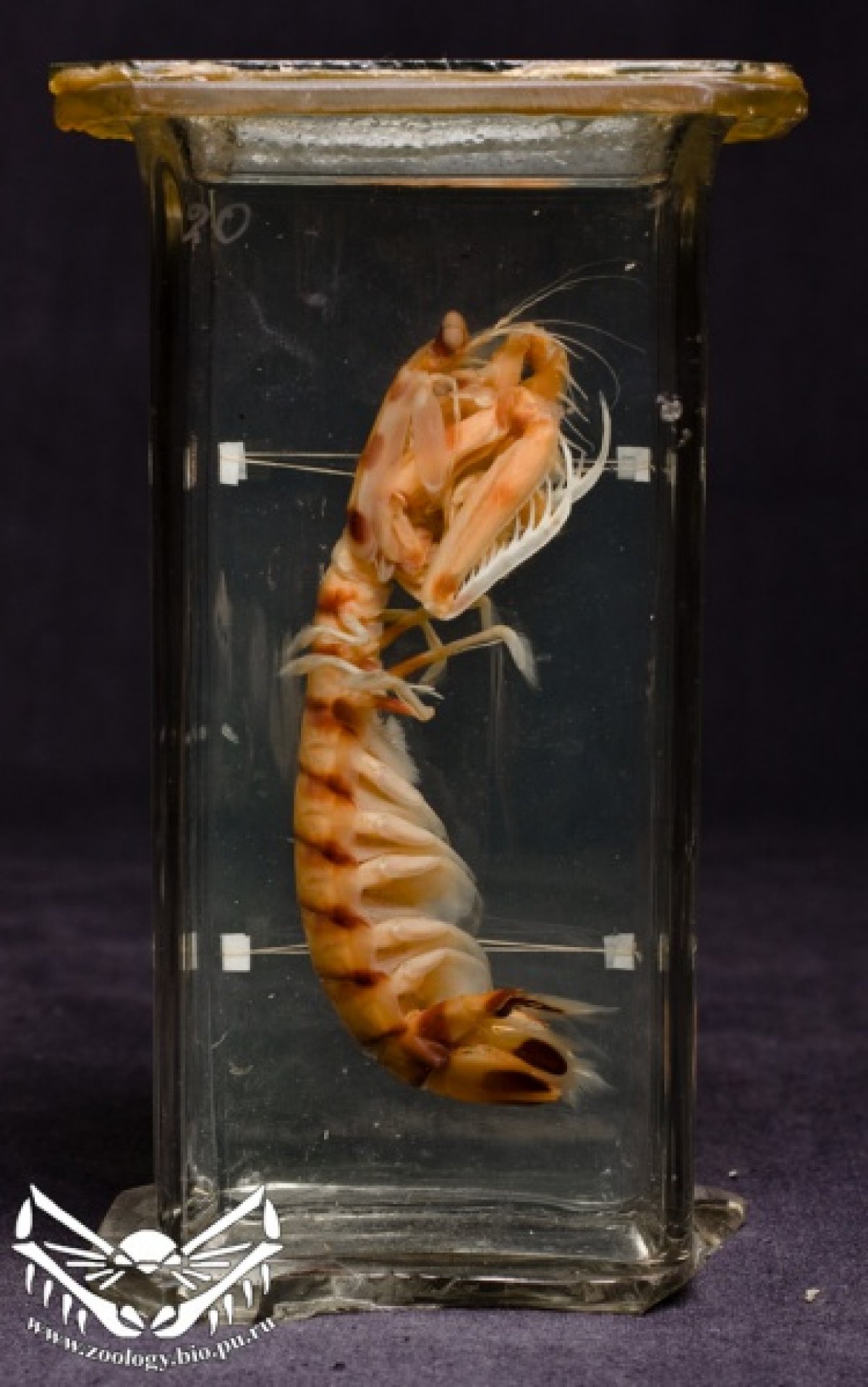 Зоологическая коллекция