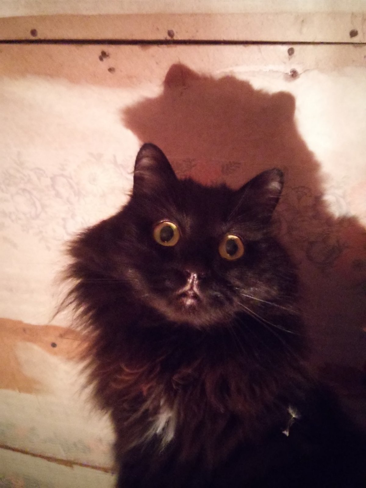 Привет всем! Я лучший друг ведьм Флафи - маленькая чёрная кошка которая любит спать на коленках и в обнимку