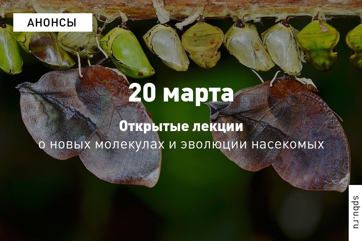 Уже завтра в нашем Университете всемирно известные учёные прочтут лекции о новых молекулах и эволюции насекомых