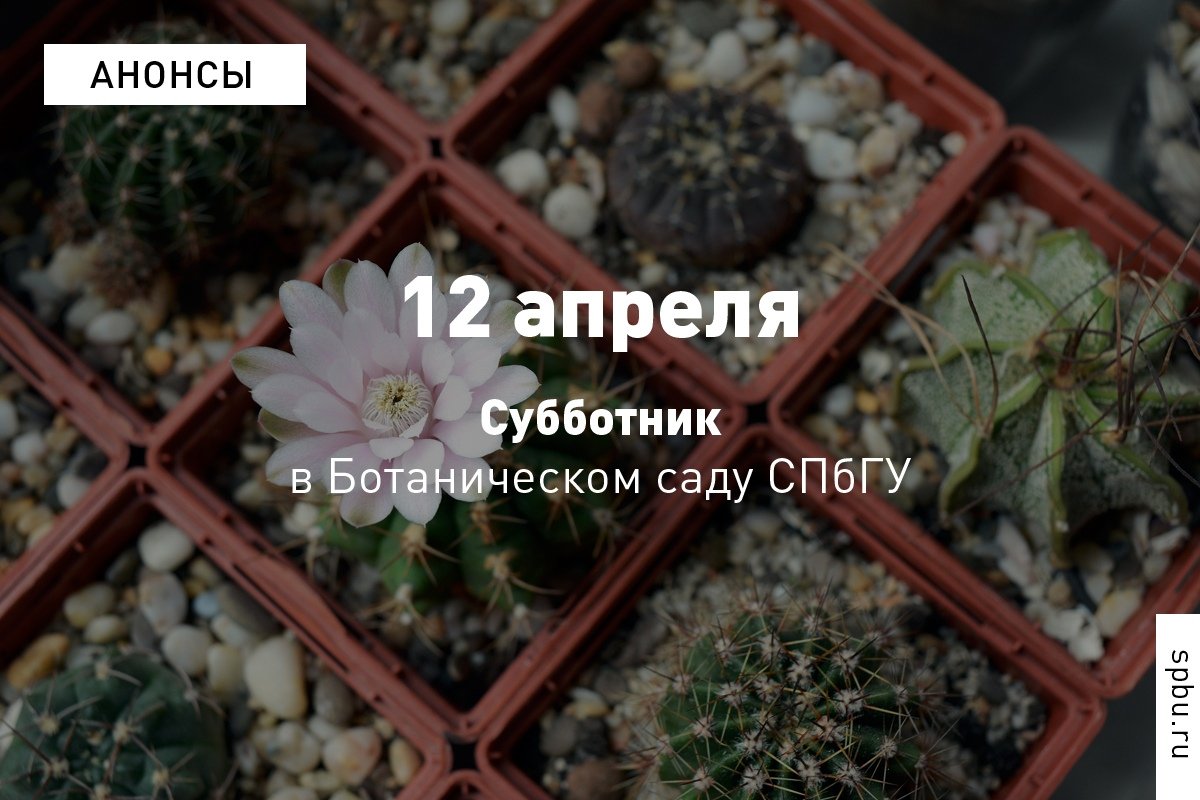 Для всех, кто не успел, или хочет повторить, уже 12 апреля в Ботаническом саду СПбГУ пройдёт ещё один субботник. Работы, как и в прошлый раз, будут проводиться на улице и в оранжерее