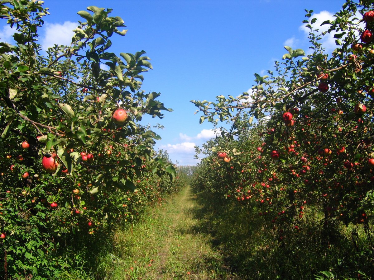 Проект закладки многолетних насаждений яблони
