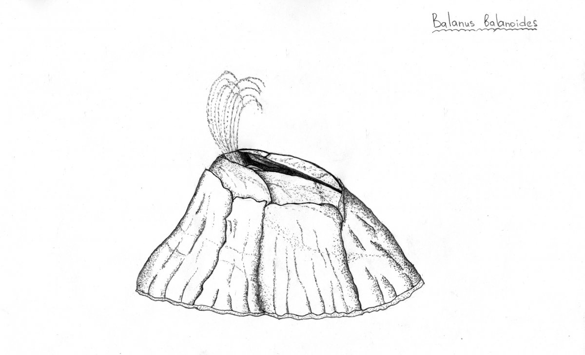 Академические рисунки студентов-биологов