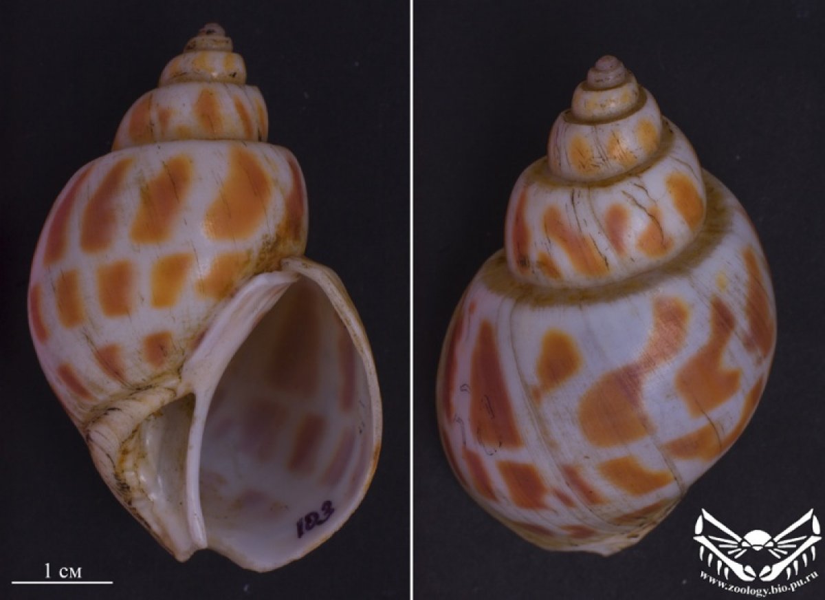 Зоологическая коллекция