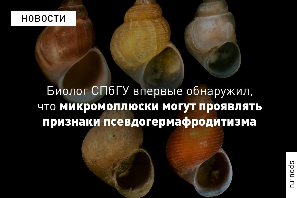 Современные исследования показывают, что подобная аномалия развивается только под воздействием загрязнения окружающей среды. Поэтому в перспективе моллюсков можно использовать для мониторинга экологической обстановки: https://vk.cc/9iwjXN