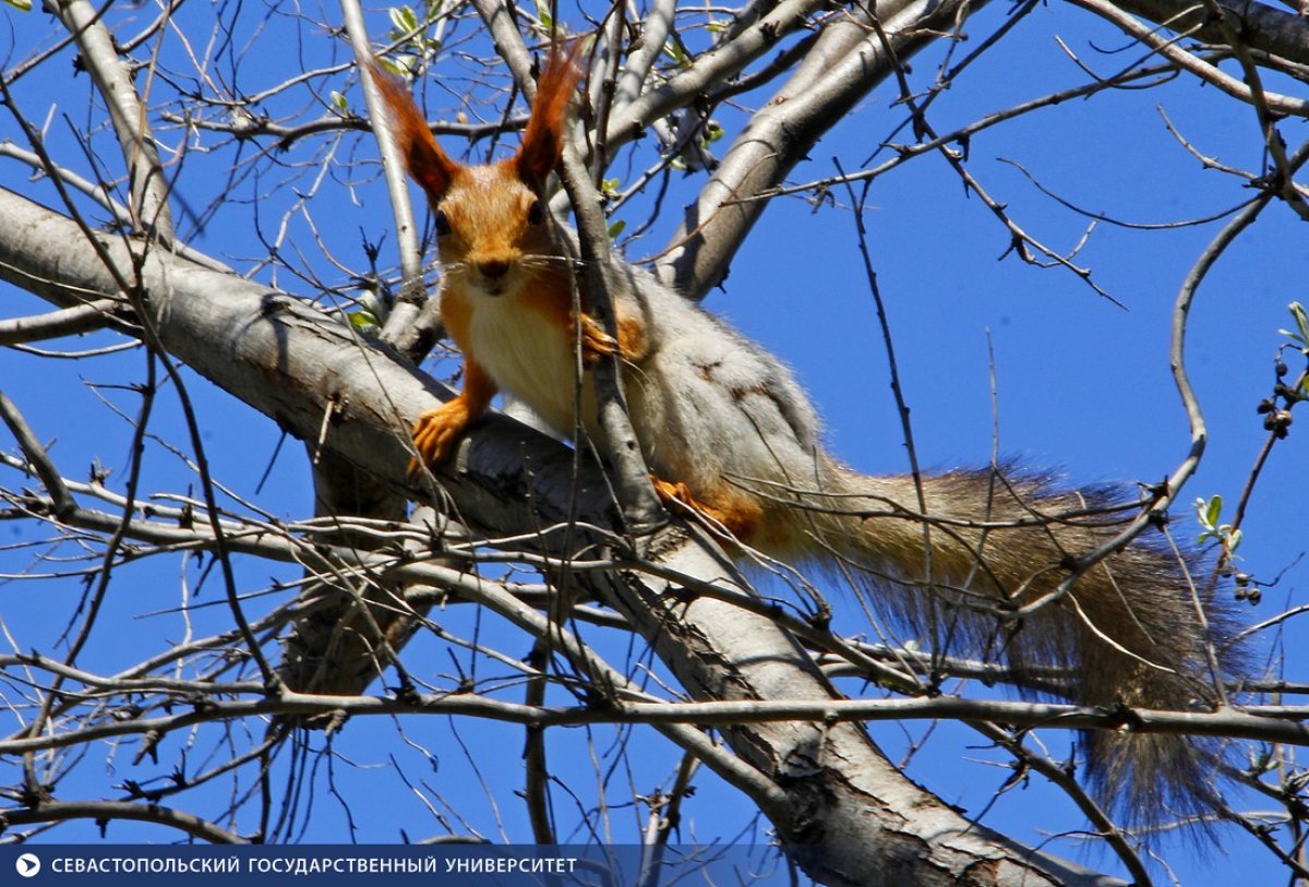 А что это вы тут делаете? 🌲🐿