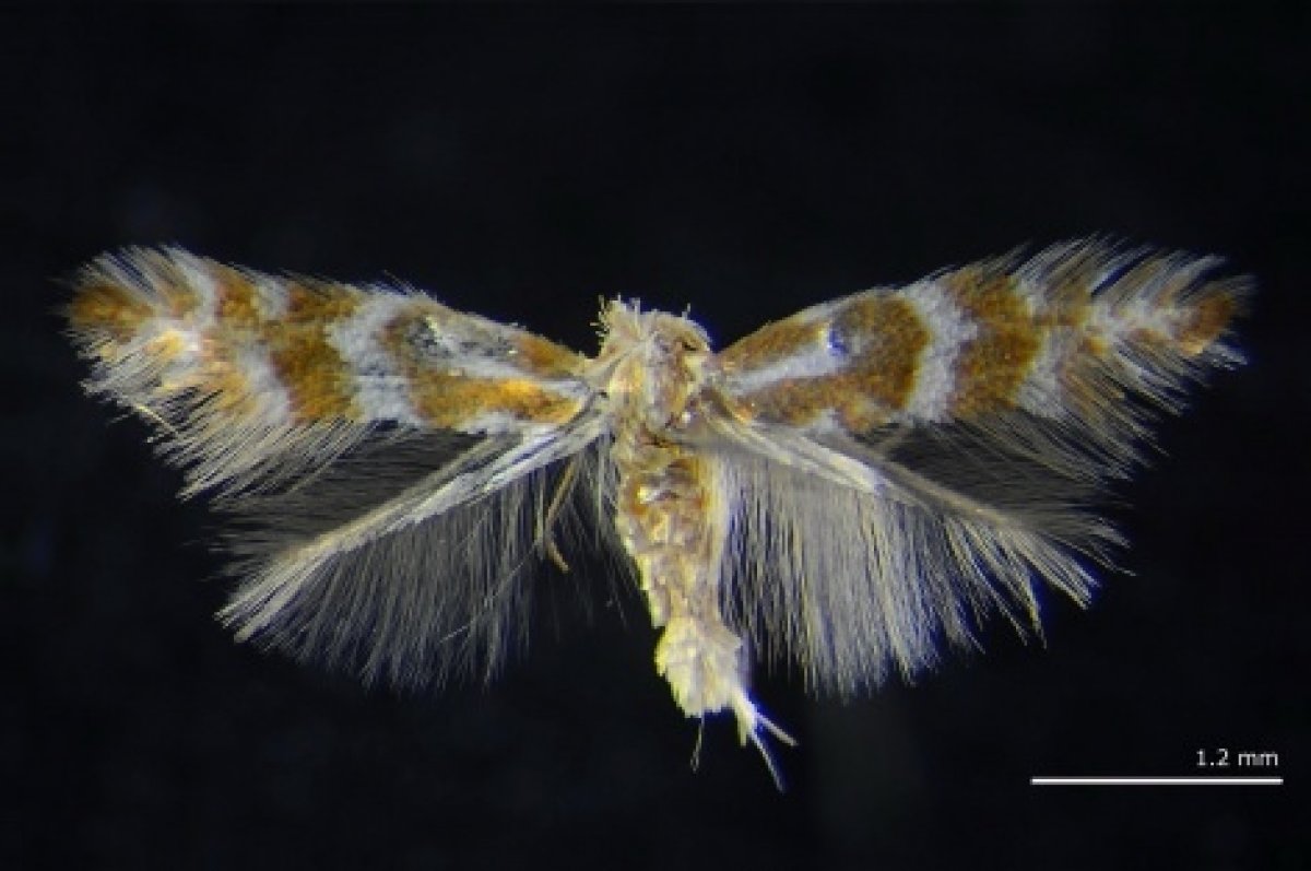 Однажды учёный Наталья Кириченко нашла в Академгородке гусениц. Оказалось – это новый, неизвестный науке вид моли. Она назвала находку в честь своего отца. Отличная история. Делимся подробностями 👇🏻