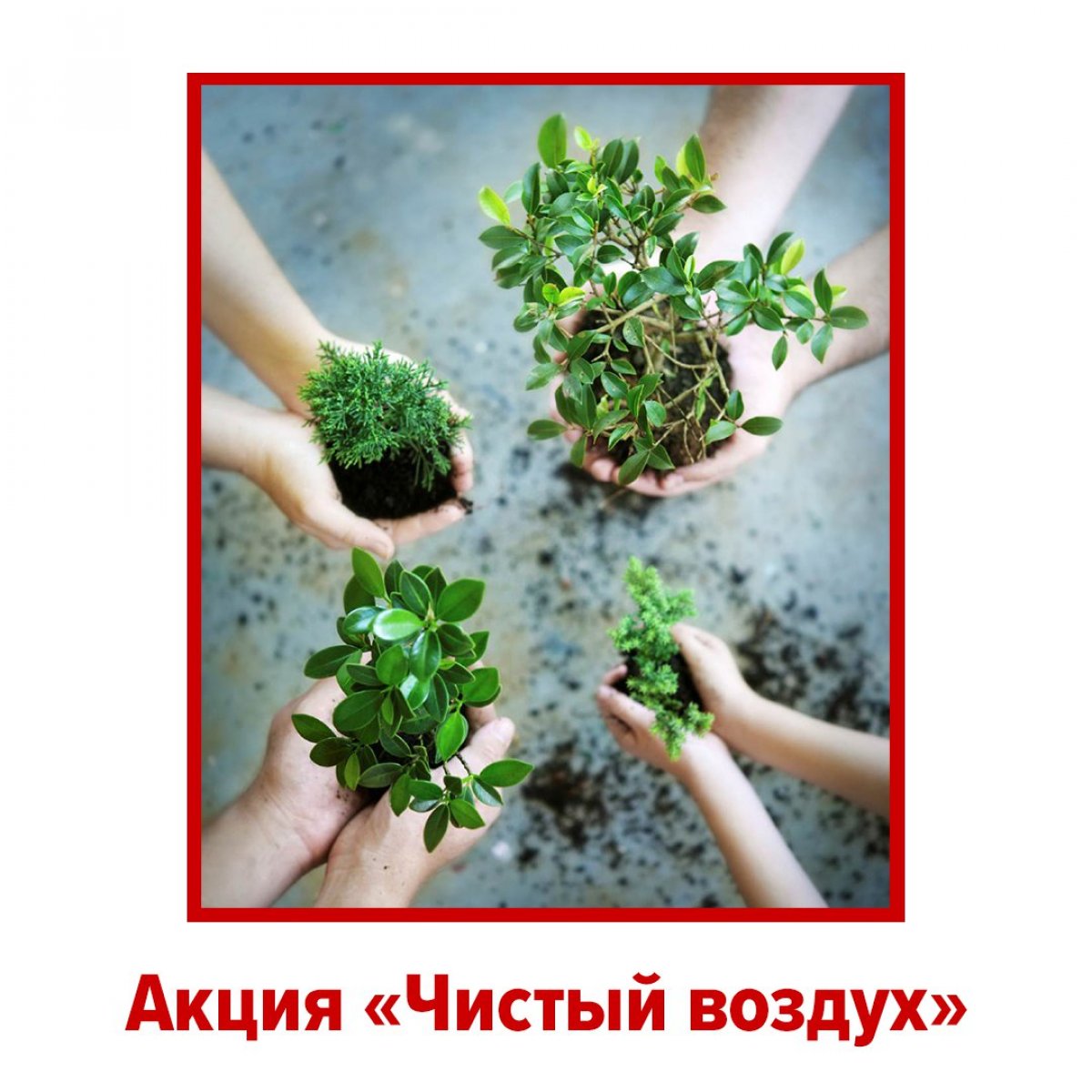 В рамках ежегодной акции «Весенняя неделя добра» на площадке нашего университета (метро Семеновская) мы будем высаживать декоративные сосны