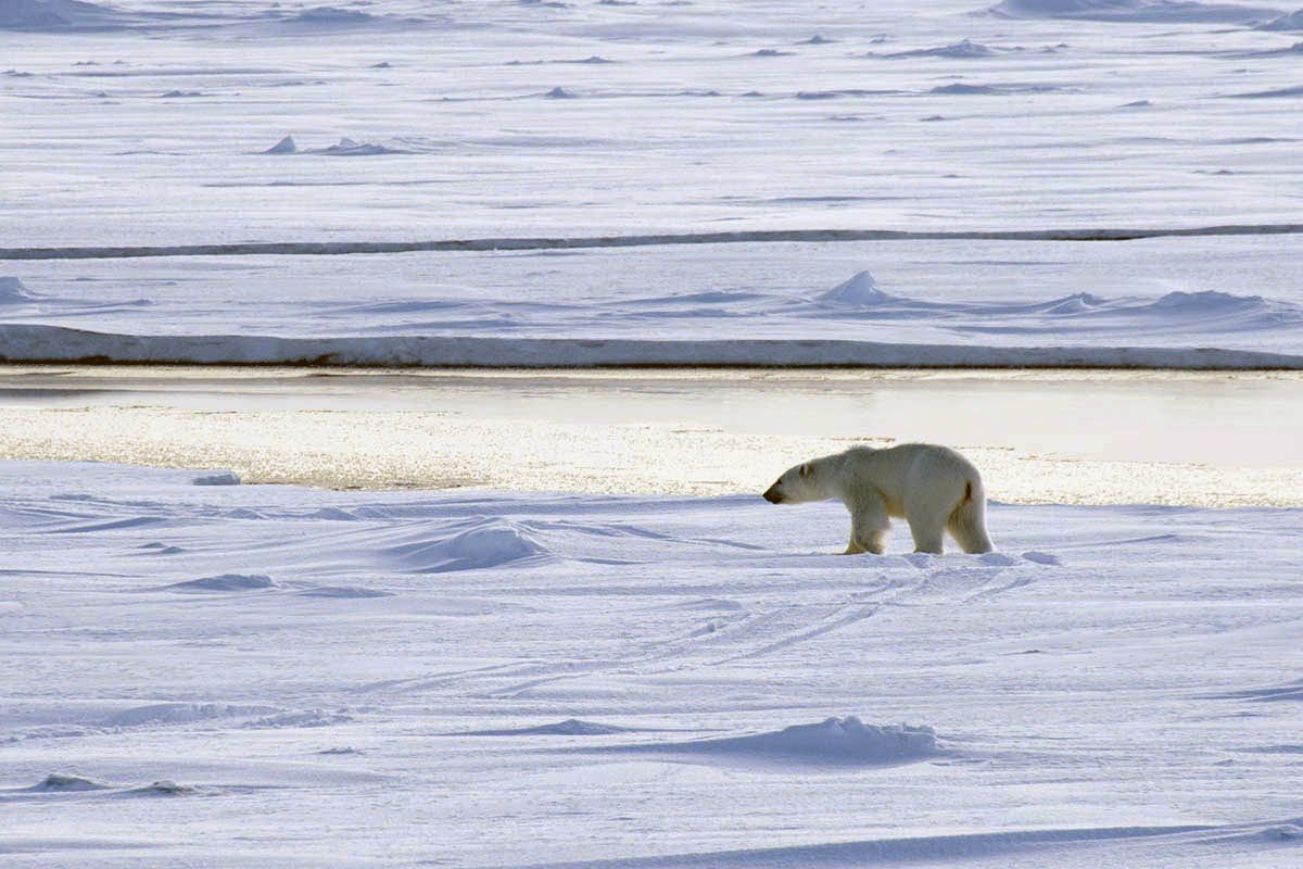 «"А ты в Арктике пингвинов гладил?" — вопрос, возглавляющий топ-5 неуместных вопросов полярникам. Друзья, раз и навсегда: символ и настоящий хозяин Севера — это белый мишка. «"А ты в Арктике пингвинов гладил?" — вопрос, возглавляющий топ-5 неуместных вопросов полярникам. Друзья, раз и навсегда: символ и настоящий хозяин Севера — это белый мишка.