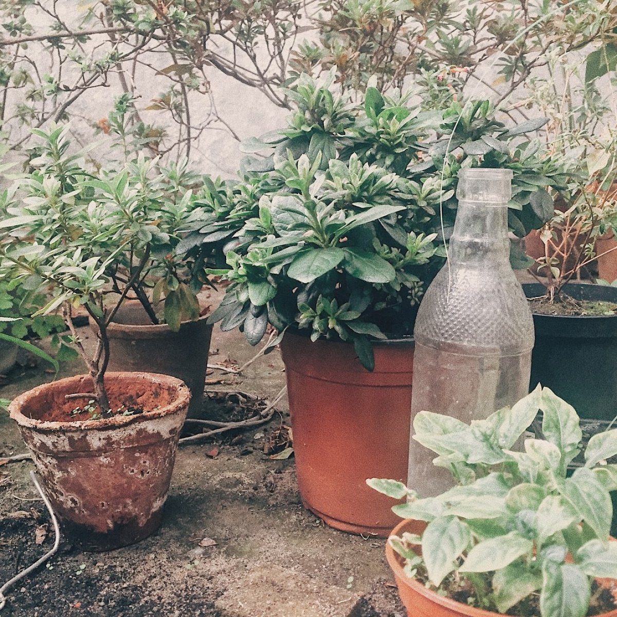 Ботанический сад в деталях