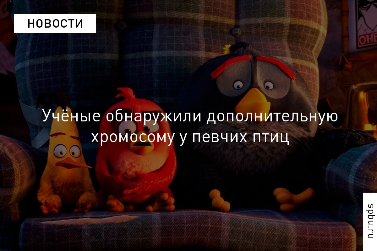 Исследователям ещё предстоит выяснить, за что в действительности отвечает эта хромосома. Вероятно, она является определяющей при половой дифференцировке: https://vk.cc/9mXB6l