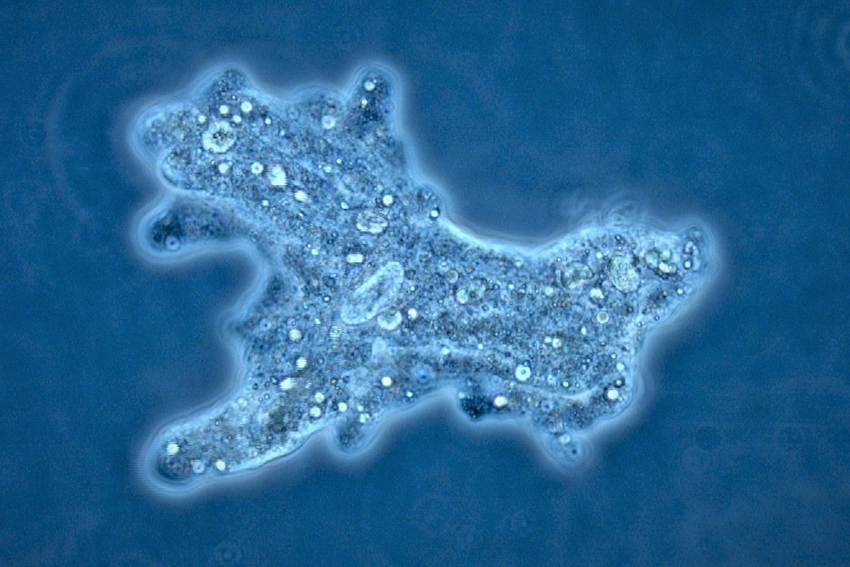 от студентов-биологов