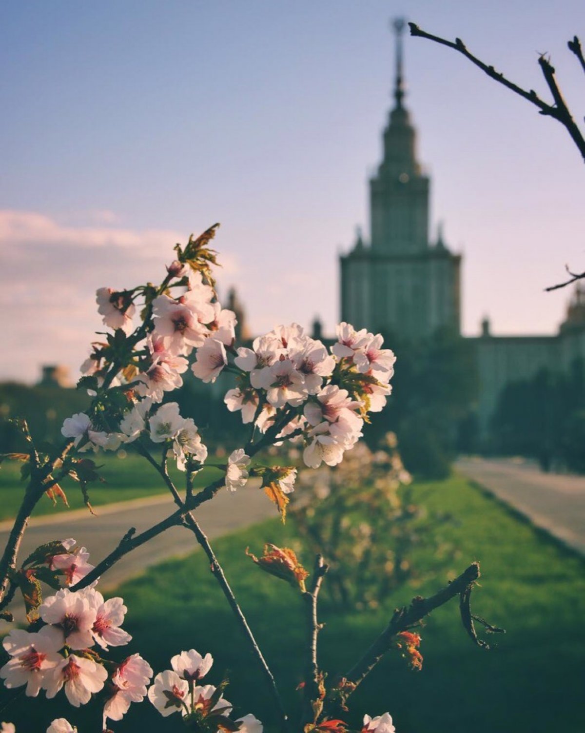 Цветущая москва картинки