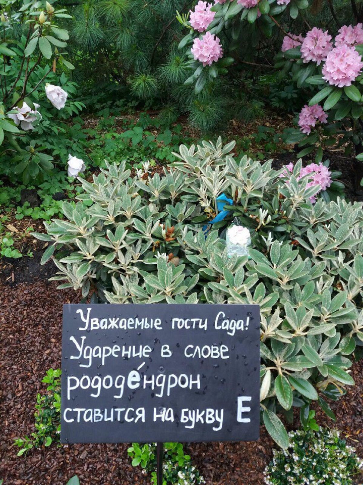 Ботанический сад МГУ «Аптекарский огород» повышает грамотность посетителей