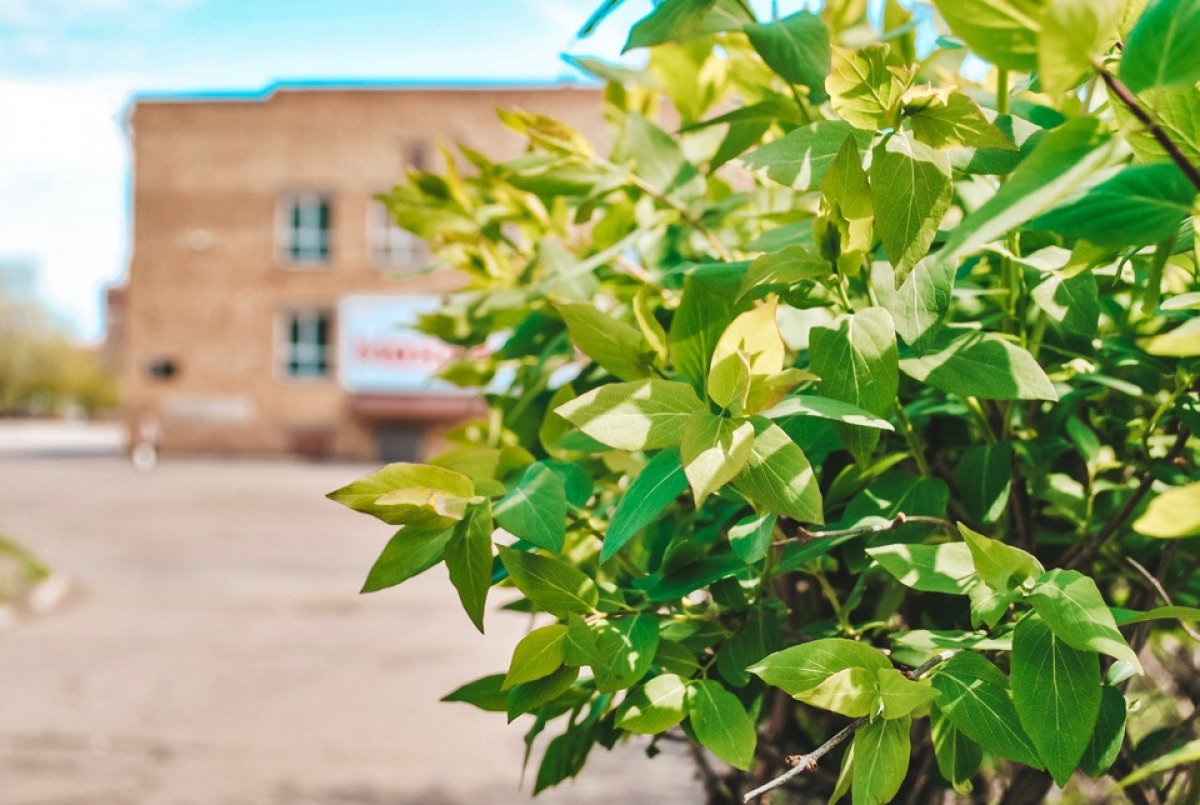 Цветущий кампус ❤ от нашего фотографа Алёны Скуратовой. Листай, наслаждайся и вдохновляйся 🙌🏻