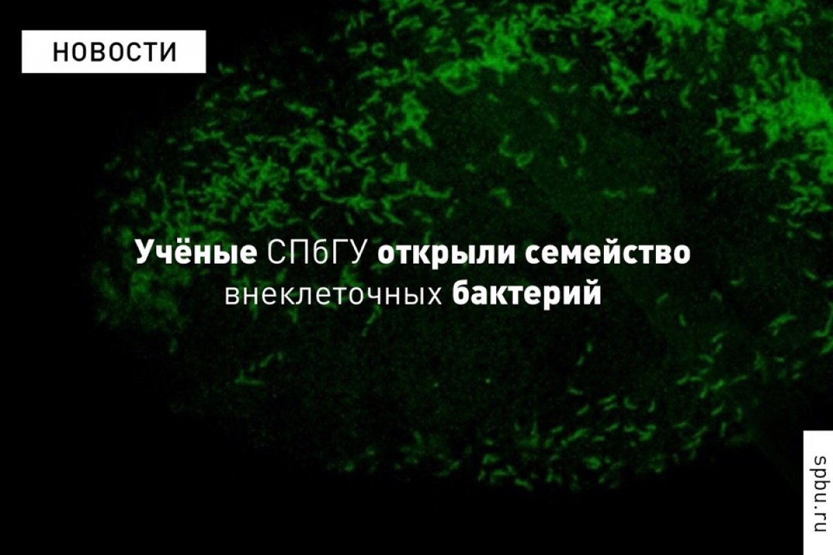 История о том, как в кипрской канаве учёные случайно нашли бактерию-хищницу, меняющую взгляд на эволюцию: https://vk.cc/9rYg9V