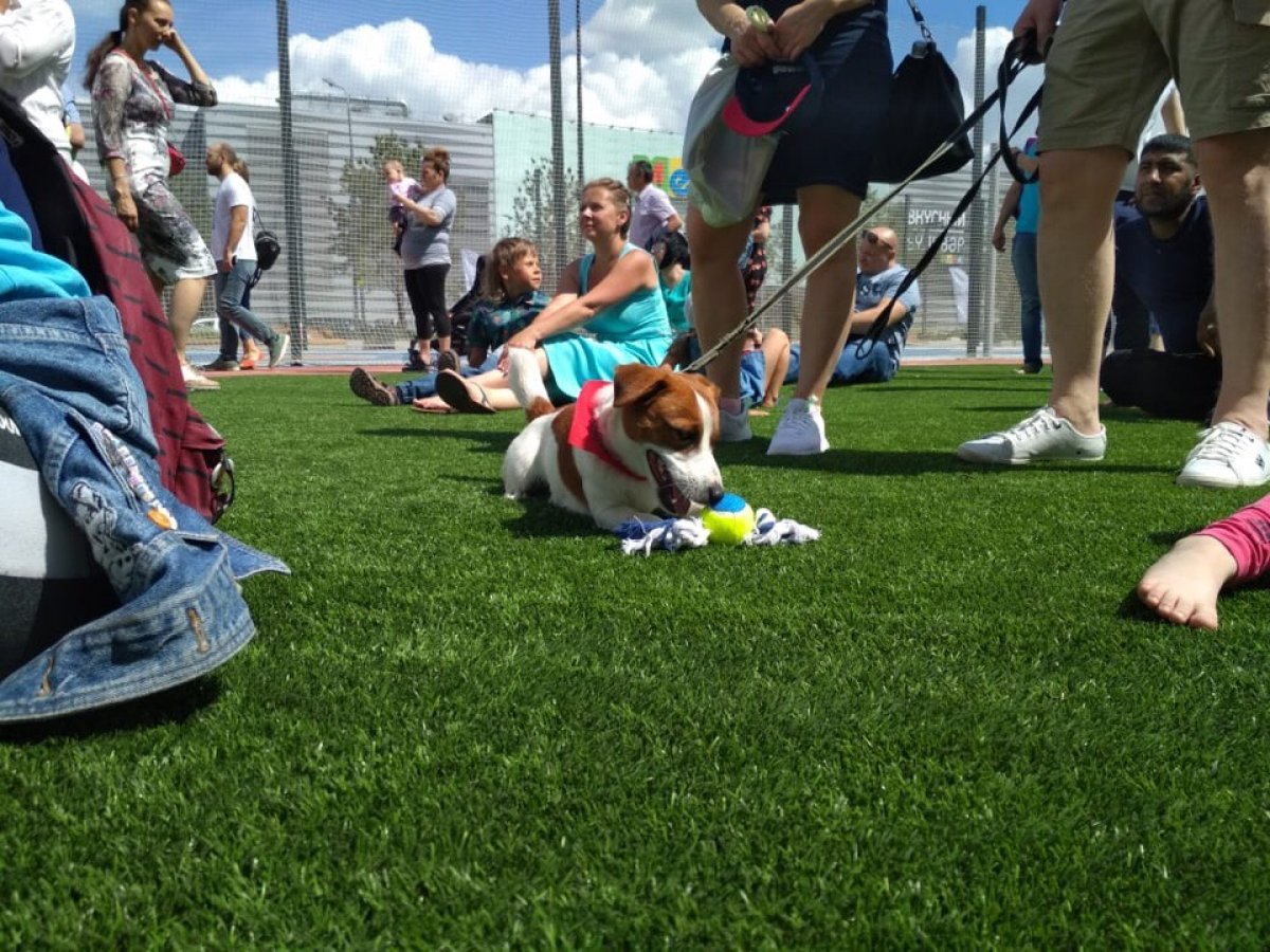 🐕 Волонтеры "КОМАНДЫ РЕКТОРА" приняли участие в проведении благотворительного праздника!